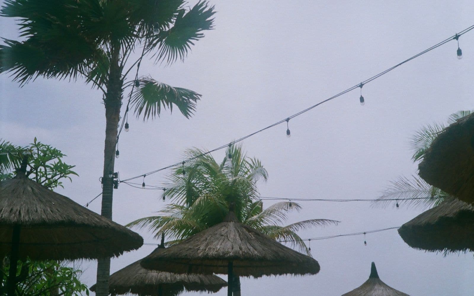 Palm trees and thatched beach umbrellas on a Bali beachfront