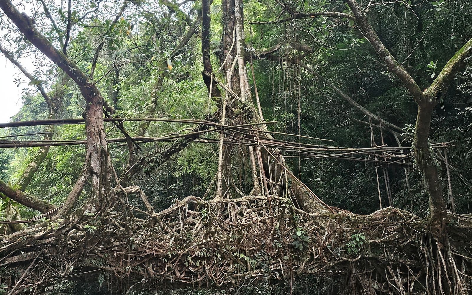 Living root bridge in dense Meghalaya forest